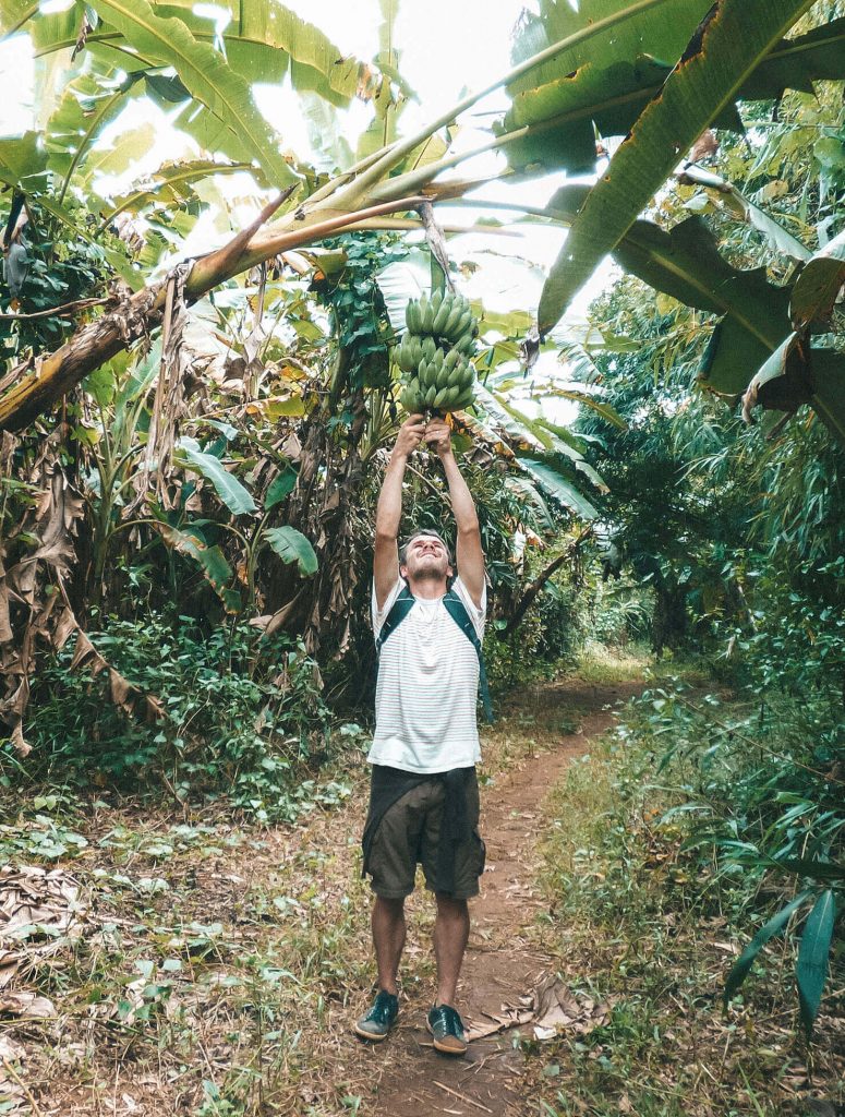 Finding bananas on our hike towards the waterfalls at Tad Tayicseua