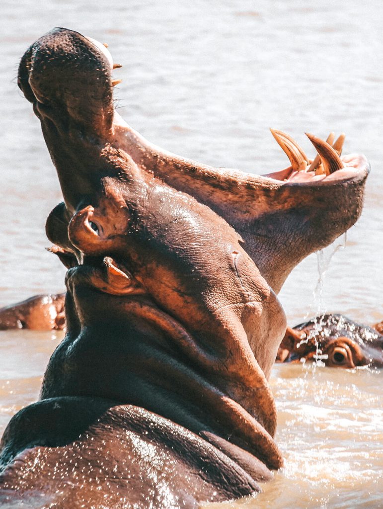 Enjoying an evening cruise searching for hippos in St Lucia, South-Africa