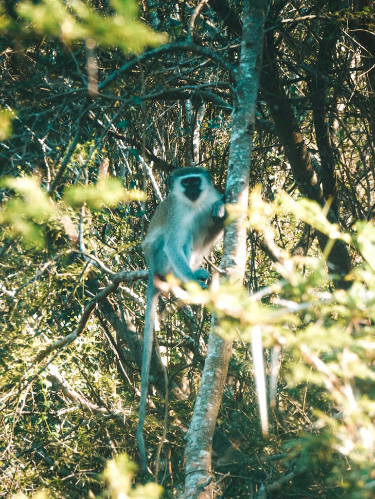 Velvet Monkeys say hello when we we're visiting St-Lucia beach