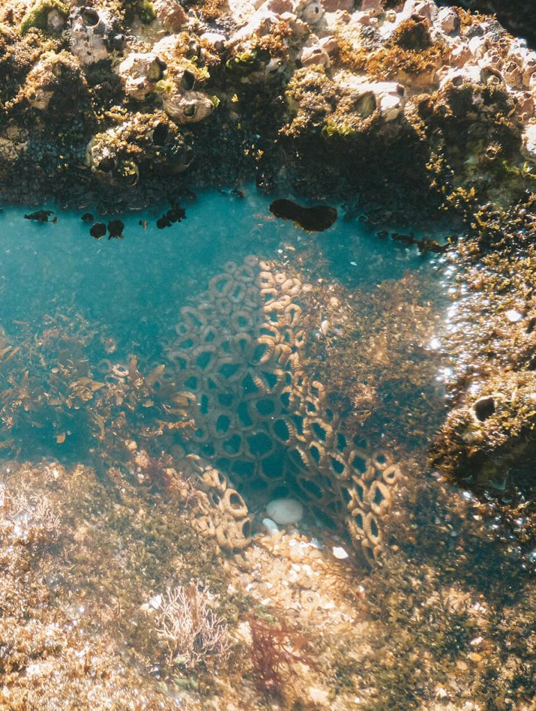 Searching for sealife between the Mission Rock Pools of Isimangaliso Wetland Park in St Lucia, South-Africa