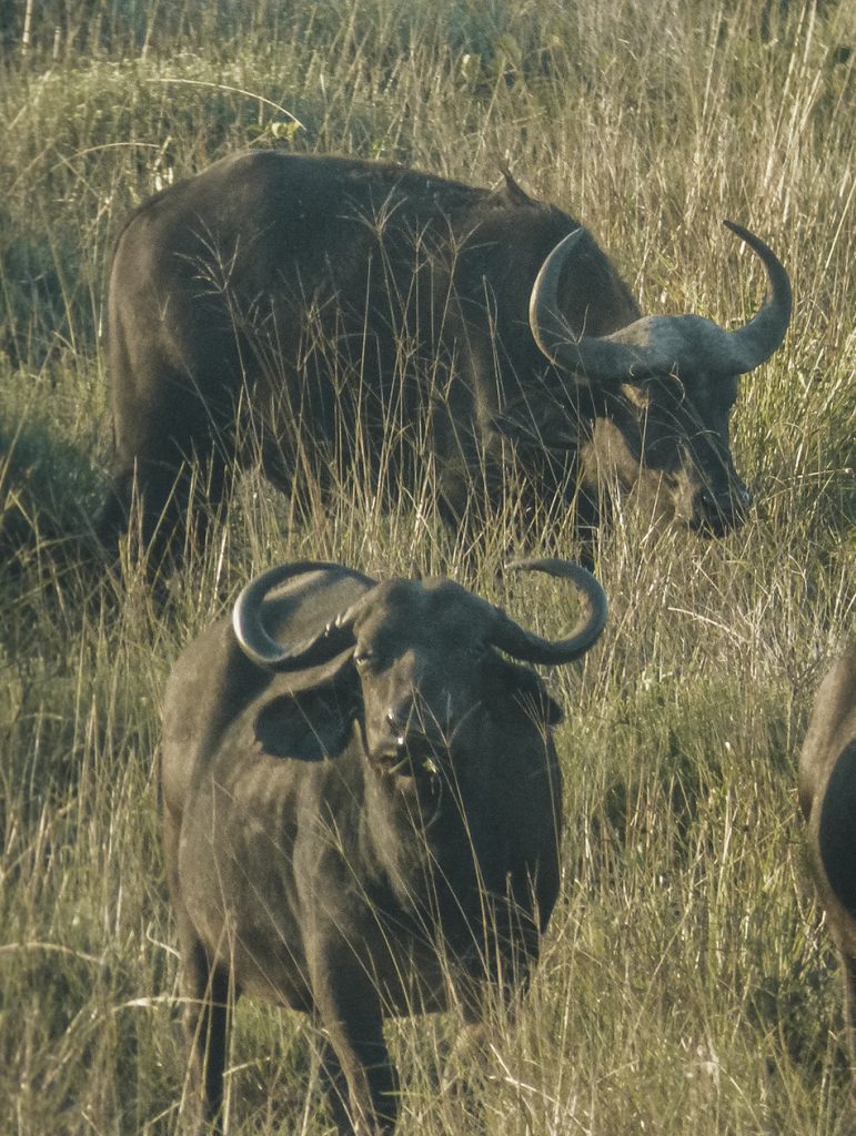 Group of buffalos grazing in Kruger National Park, South-Africa