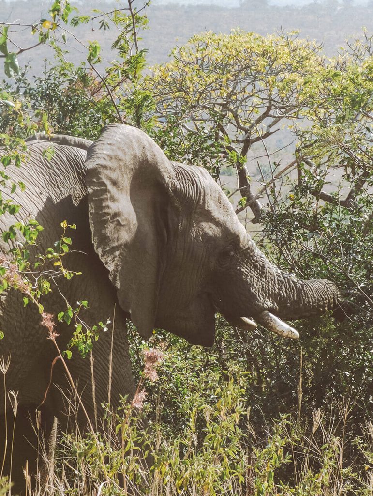 An elephant encounter during our self-drive safari in Kruger National Park