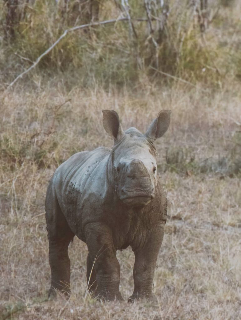 Spotting white rhino's in Hluhluwe Game Park, South-Africa