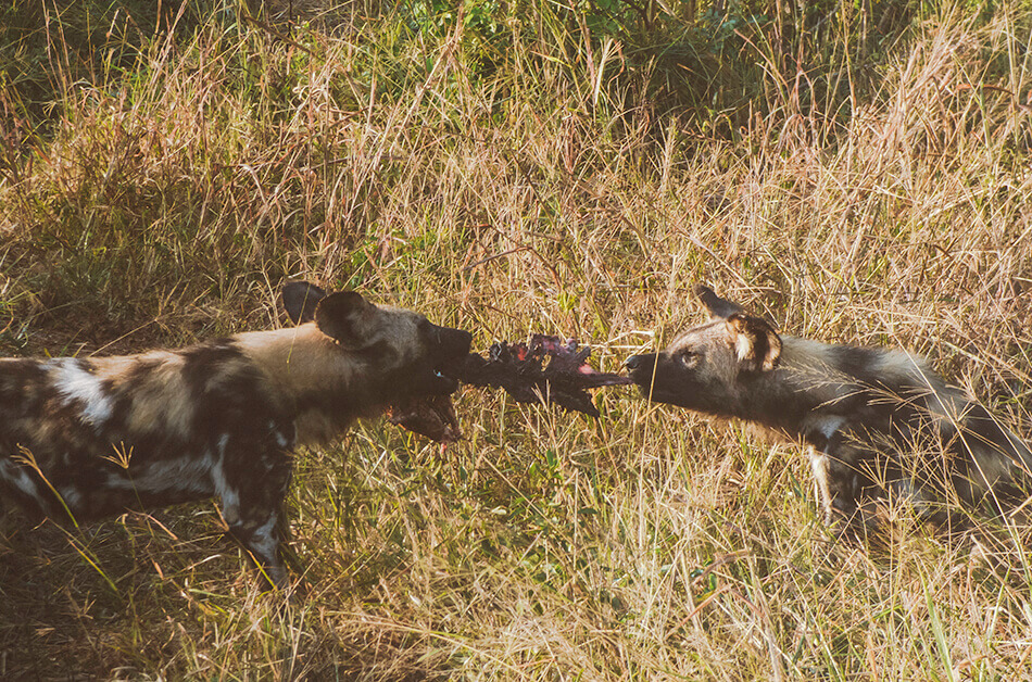 Spotting the rare African wild Dog in Hluhluwe Game Reserve, South-Africa