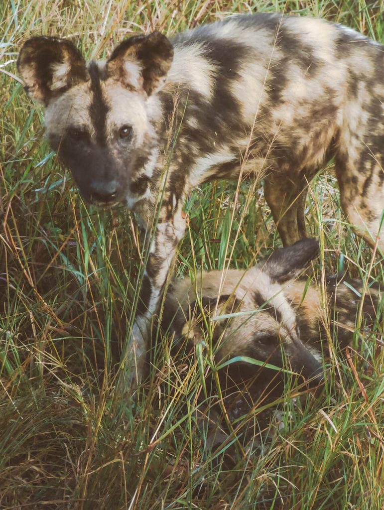 Spotting the rare African wild Dog in Hluhluwe Game Reserve, South-Africa