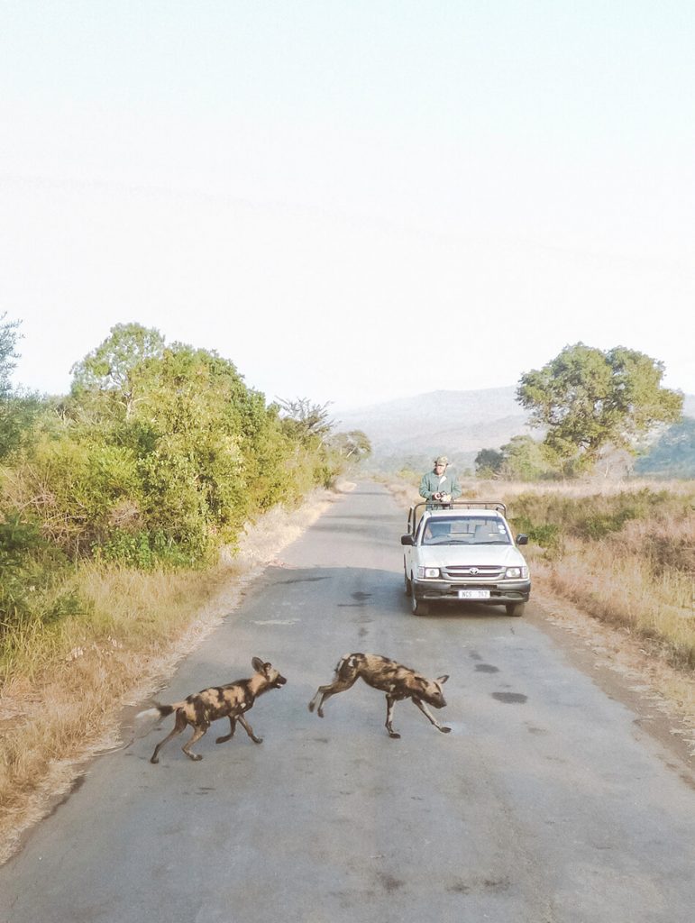 Spotting the rare African wild Dog in Hluhluwe Game Reserve, South-Africa