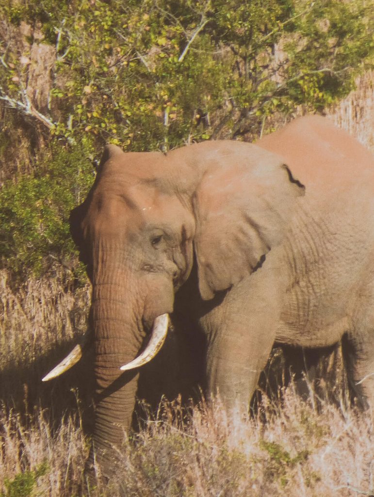 Spotting elephants in Hluhluwe Gamel Park, South-Africa