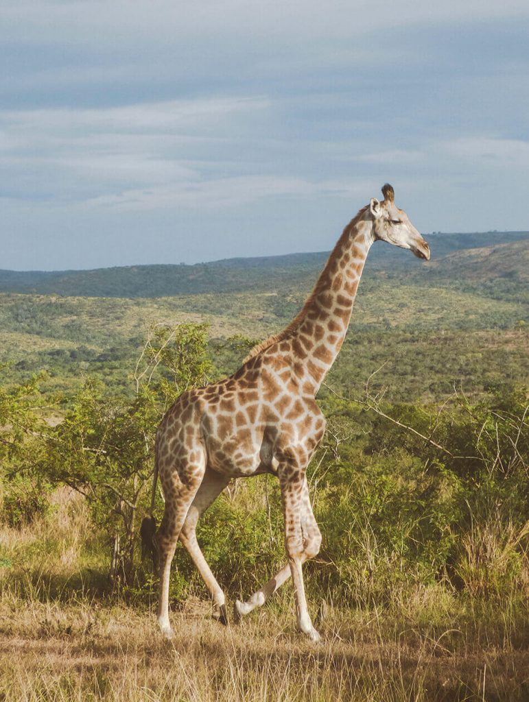 Giraffe casually walking by while we're enjoying our game drive in Hluhluwe Game reserve, South-Africa