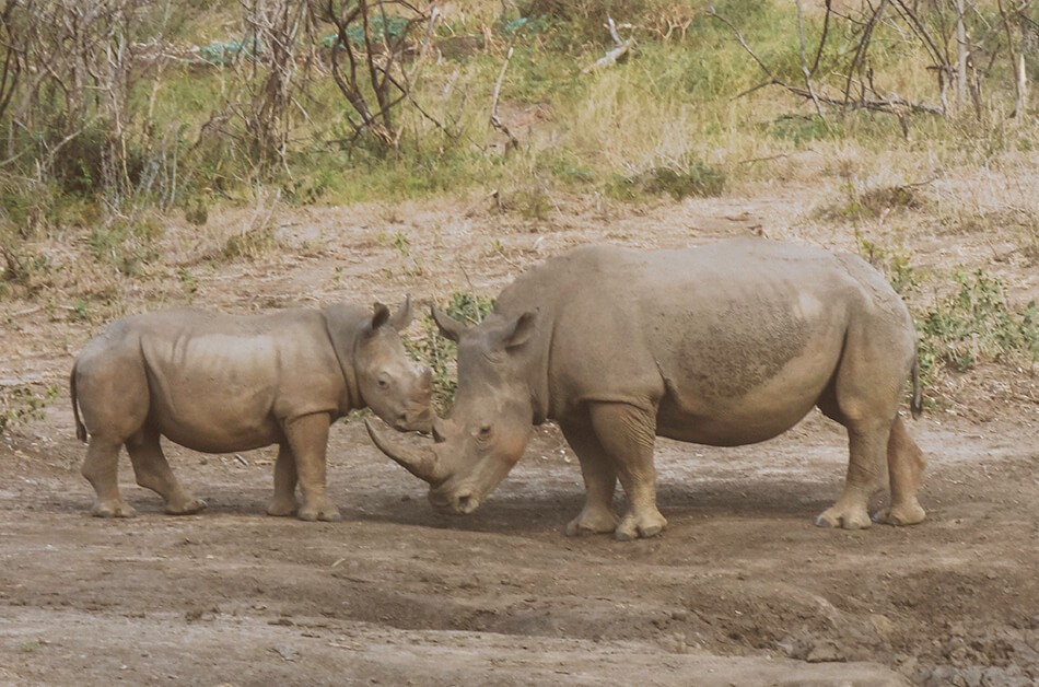 Spotting white rhino's in Hluhluwe Game Park, South-Africa
