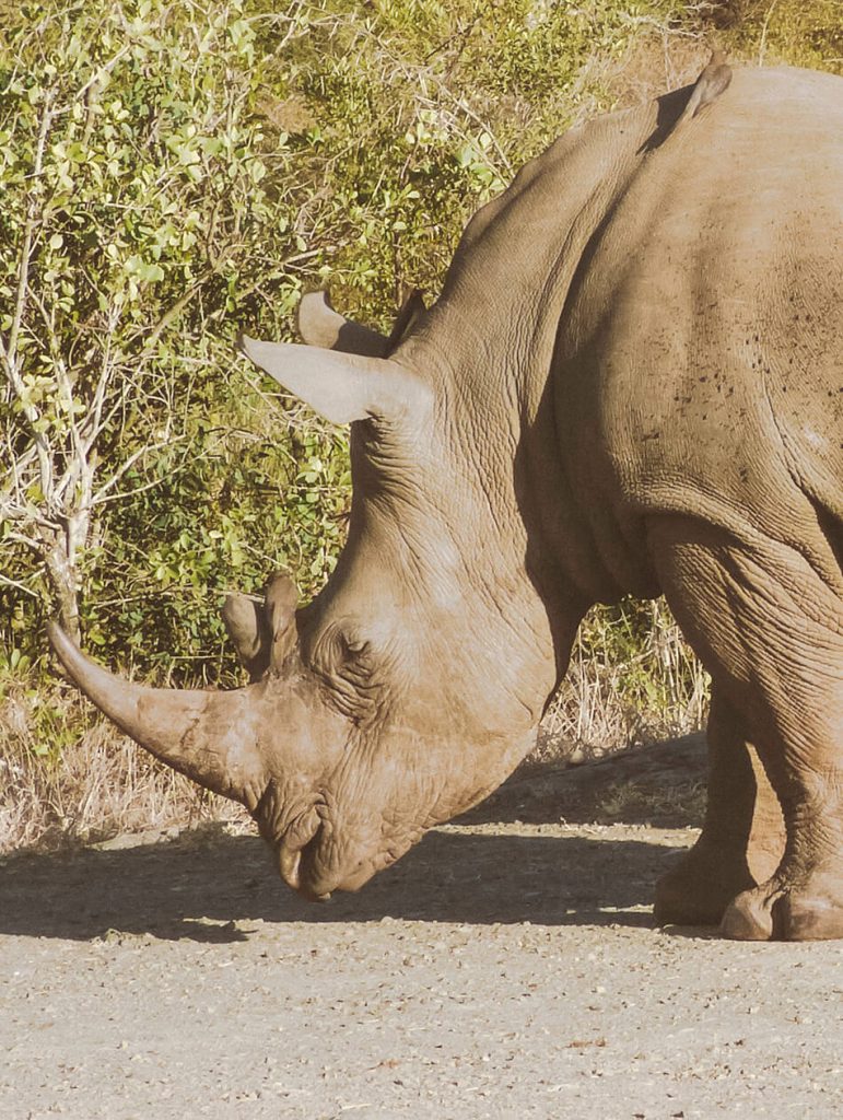 Spotting white rhino's in Hluhluwe Game Park, South-Africa