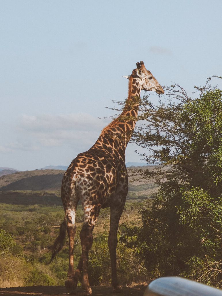 Giraffe blocking or way during a self-drive safari in Kruger National Park, South-Africa