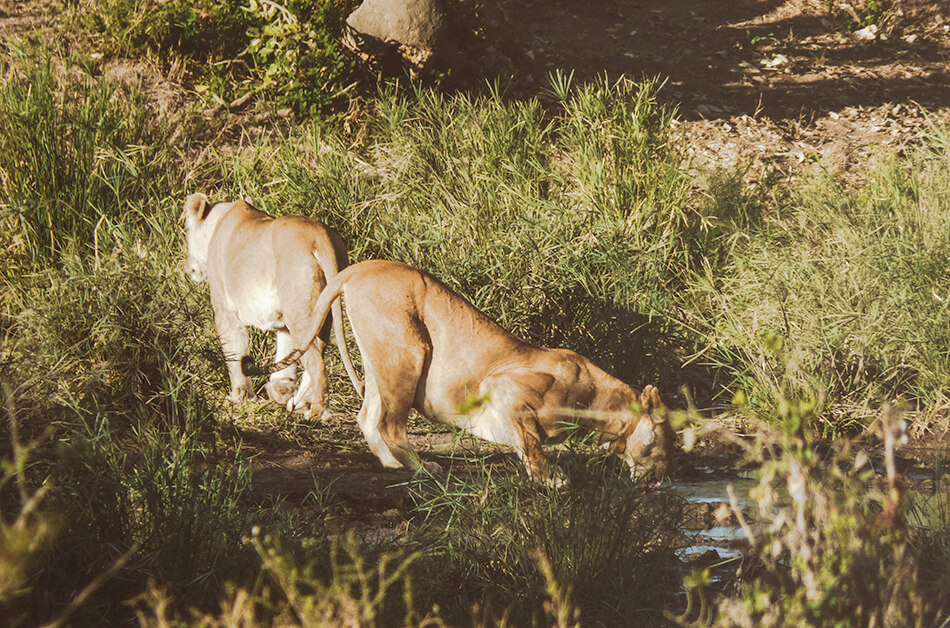 Group of lionesses during our self-drive safari in Kruger National Park, South-Africa