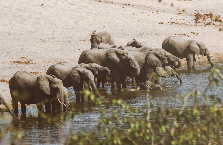 Spotting this amazingly peaceful group of elephants in Kruger National Park, South-Africa