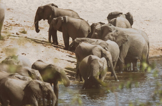 Spotting this amazingly peaceful group of elephants in Kruger National Park, South-Africa