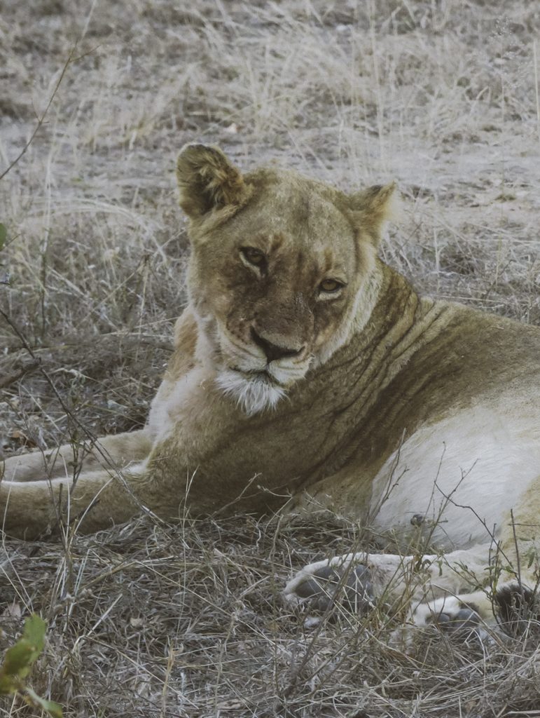 Group of lionesses during our self-drive safari in Kruger National Park, South-Africa