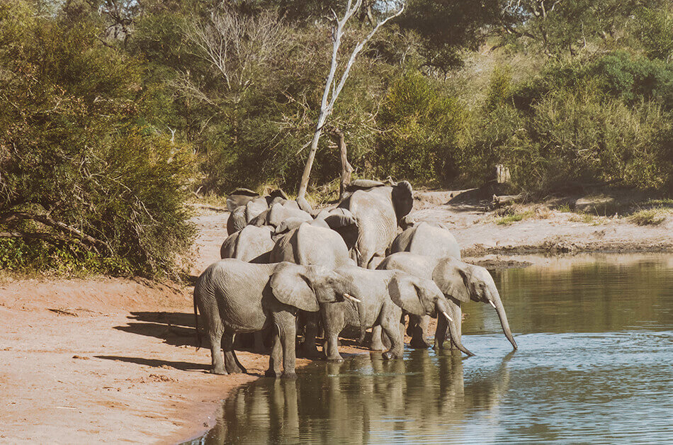 Spotting this amazingly peaceful group of elephants in Kruger National Park, South-Africa