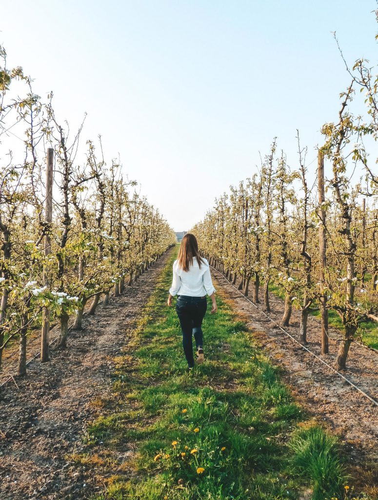 Wandering through a field of pear trees