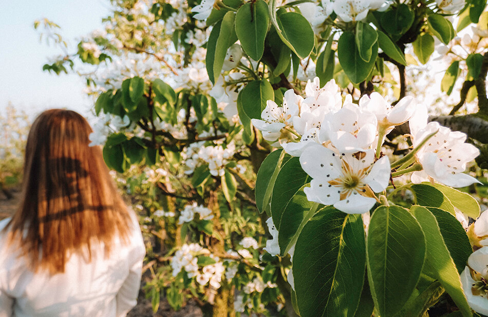 Blossoming orchards near Sint-Truiden Belgium