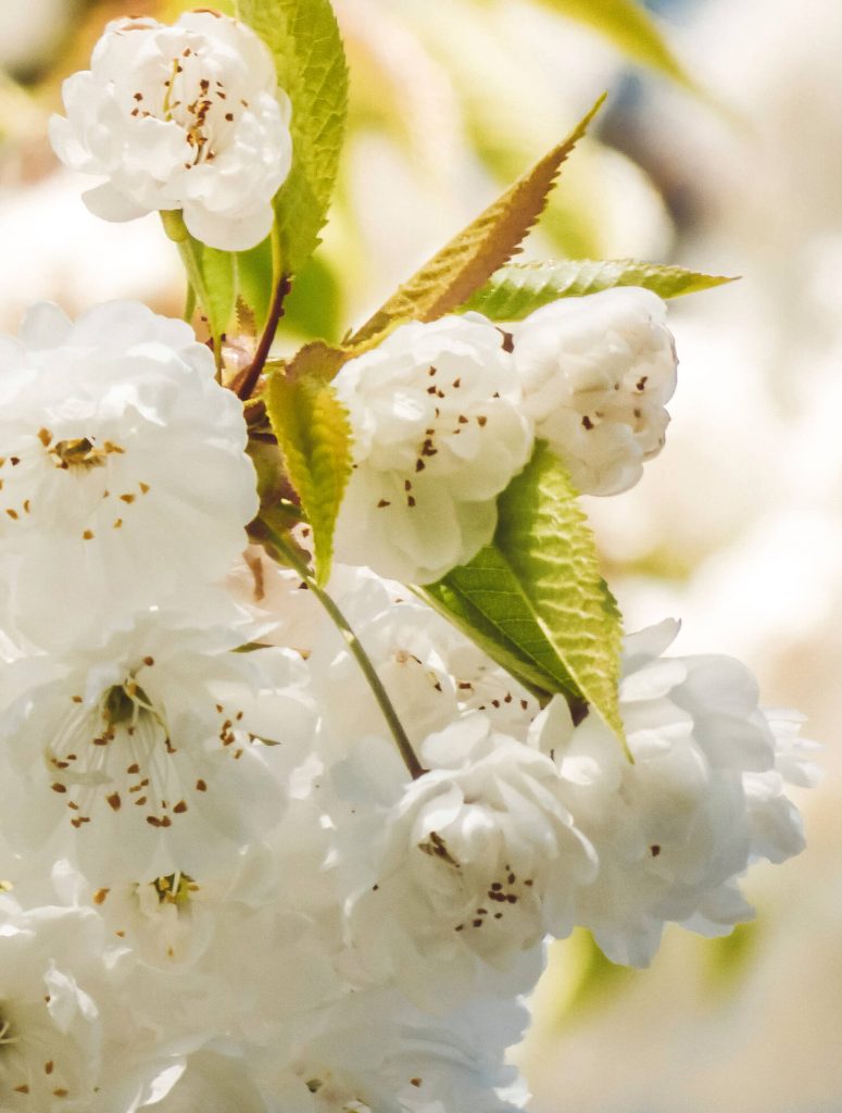 close up from apple blossoms