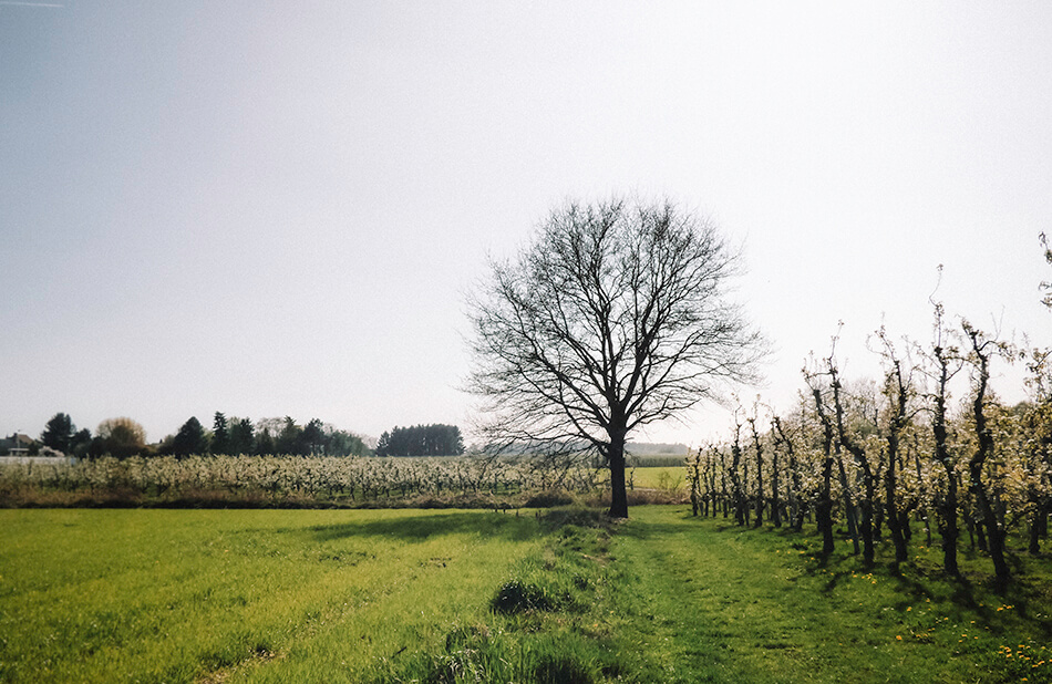 Blossoming orchards near Sint-Truiden Belgium