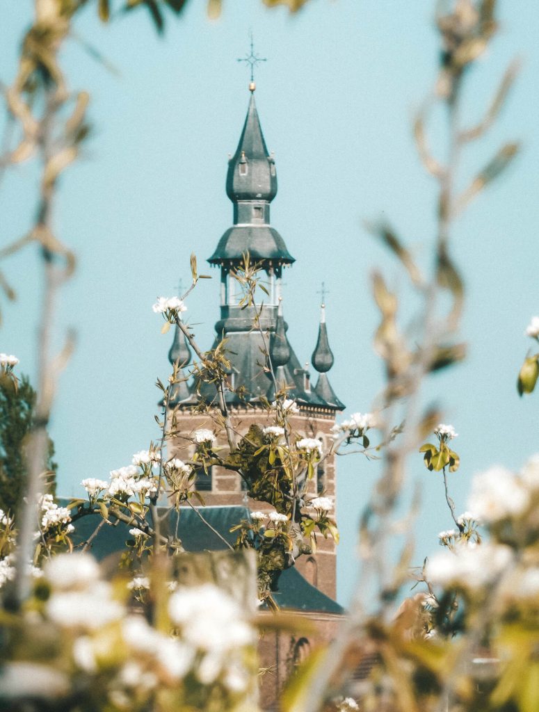 churches peaking through the blossoms near Sint-Truiden