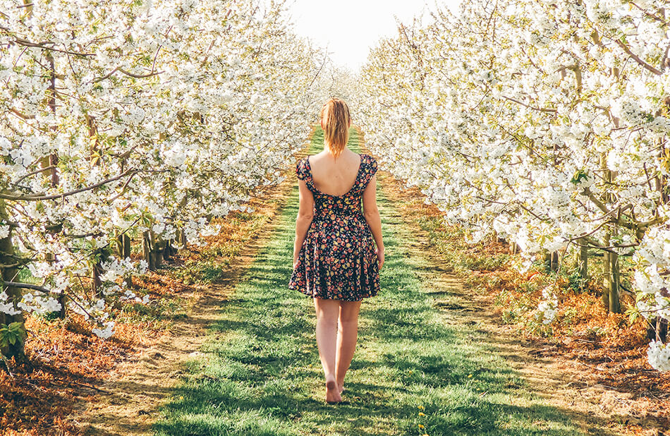 Along Came An Elephant wandering through the blossoming orchards of Haspengouw, Belgium