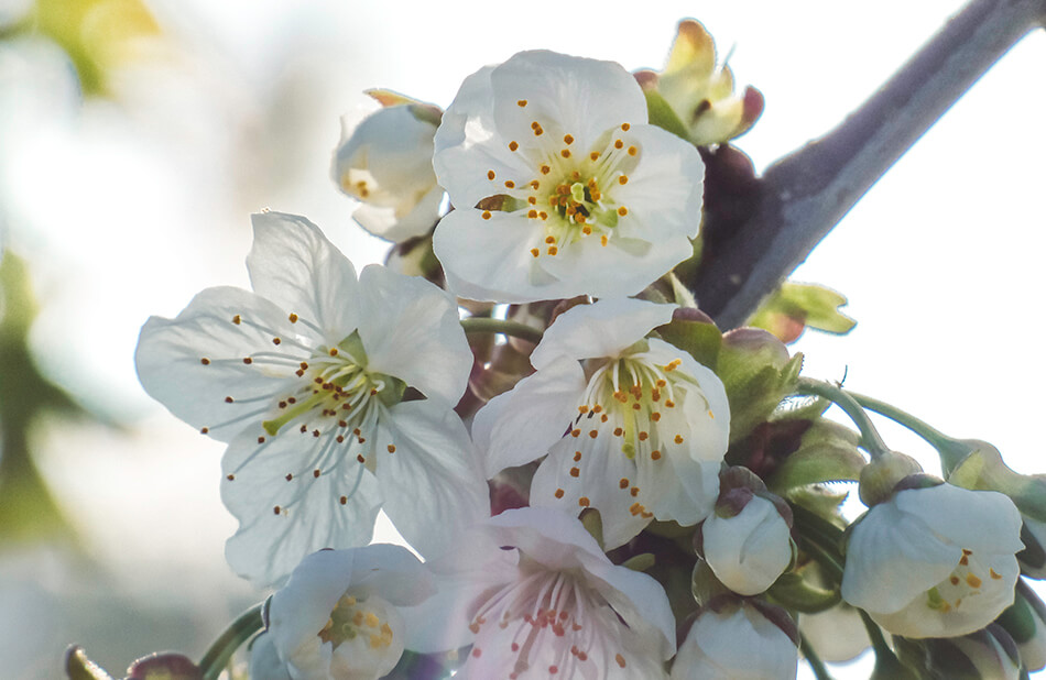 Spring in Belgium means fluffy white blossoms