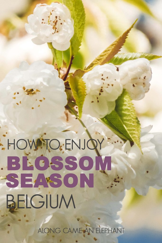 How to enjoy the blossoms season in Belgium