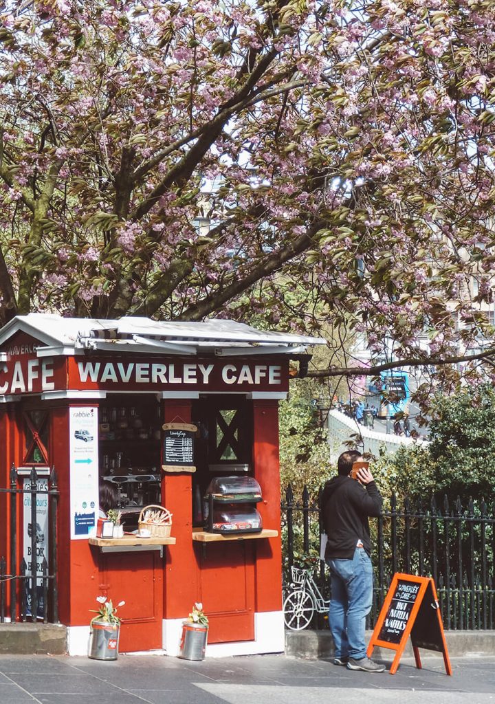 Cherry blossoms in Edinburgh