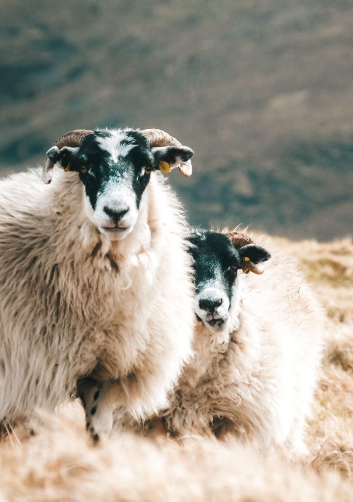 Sheep were our constant companions on the Isle of Skye