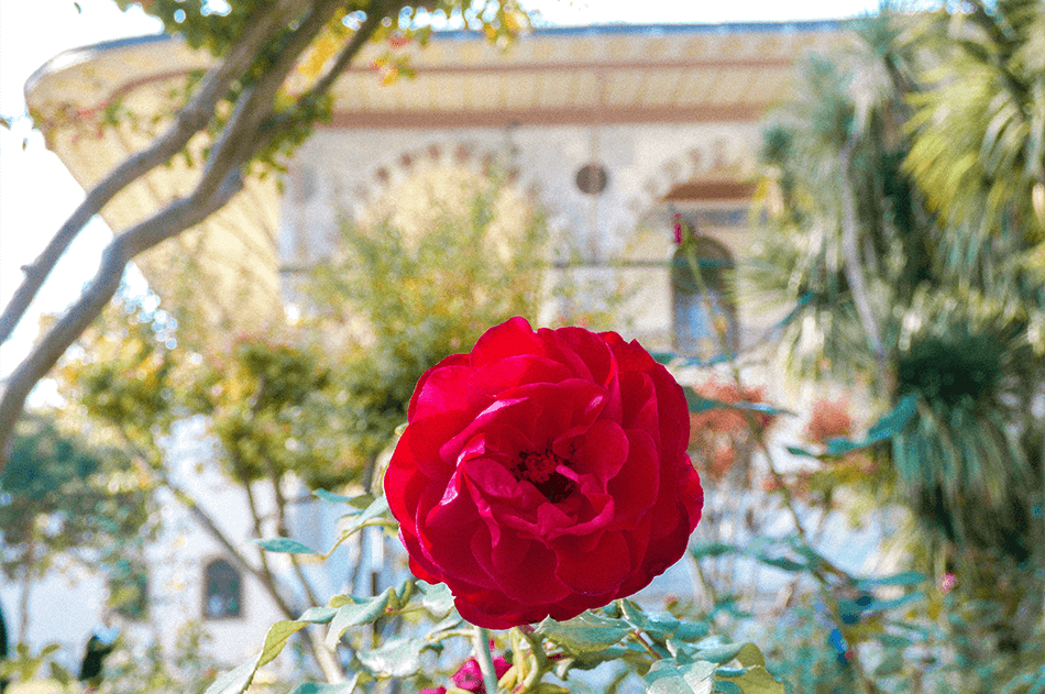 Lush rosegarden at the Topkapi Palace in Istanbul