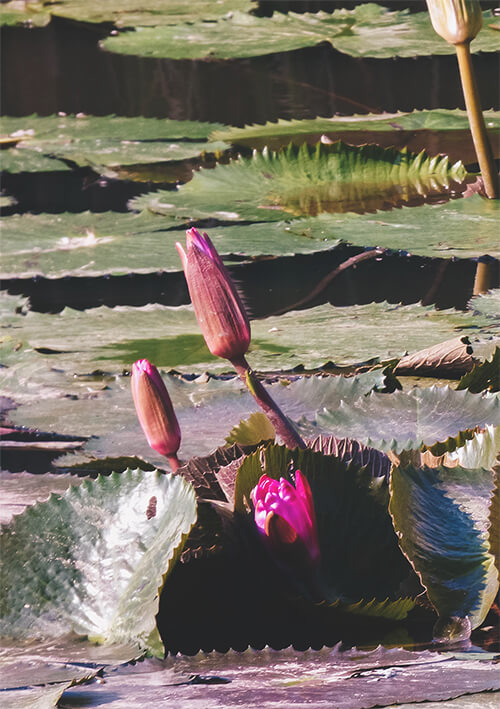 Lotus flowers in the UNESCO heritage lily pond of Maison Dalabua