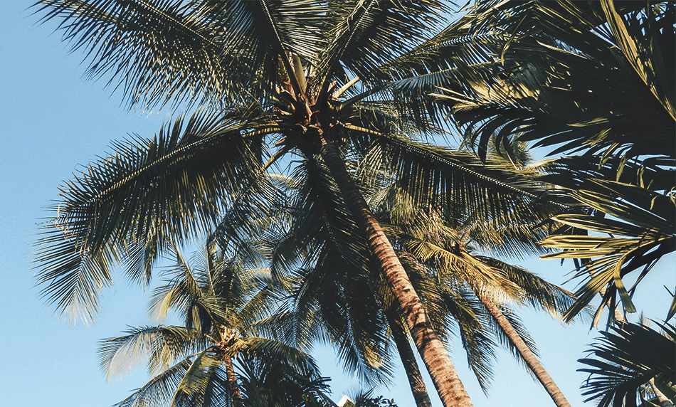 Lush palmtrees bring shade from the hot sun in Maison Dalabua, Luang Prabang