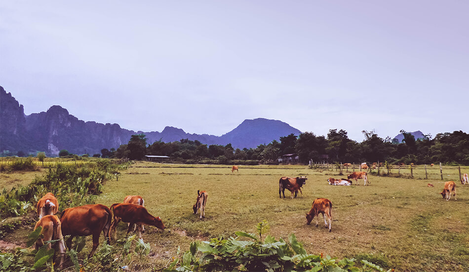 Horses grazing between the limestone rock formations at Vang Vieng