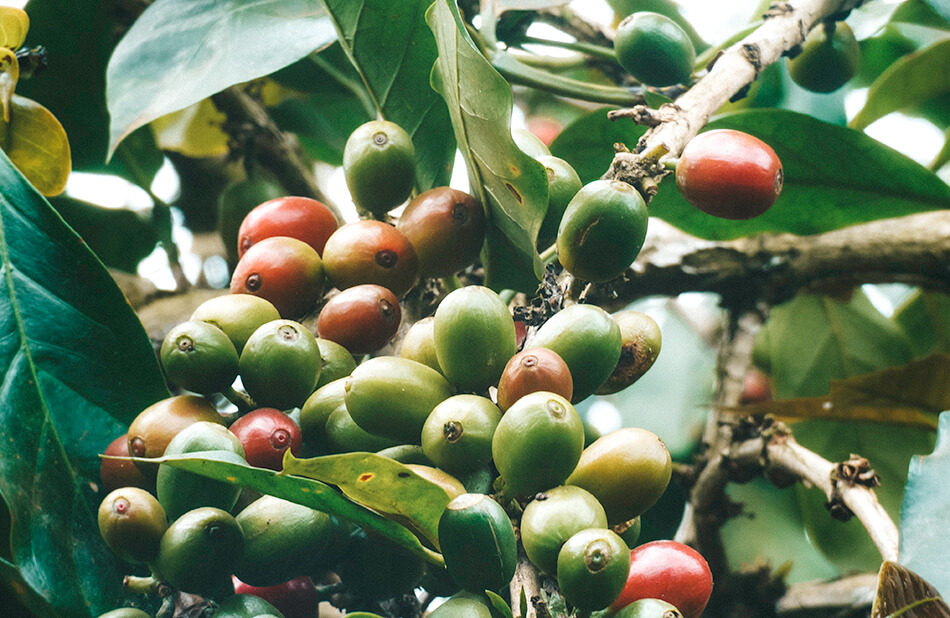 Coffee plantations can be found everywhere at the Bolaven Plateau, Laos