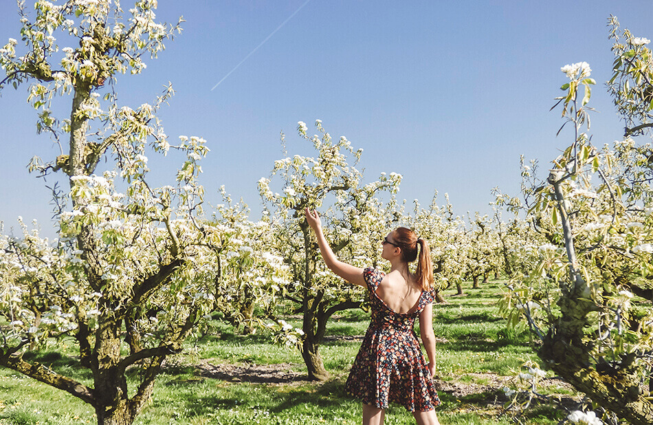 Apple and pear blossom season in Hanspengouw, Belgium close to our home