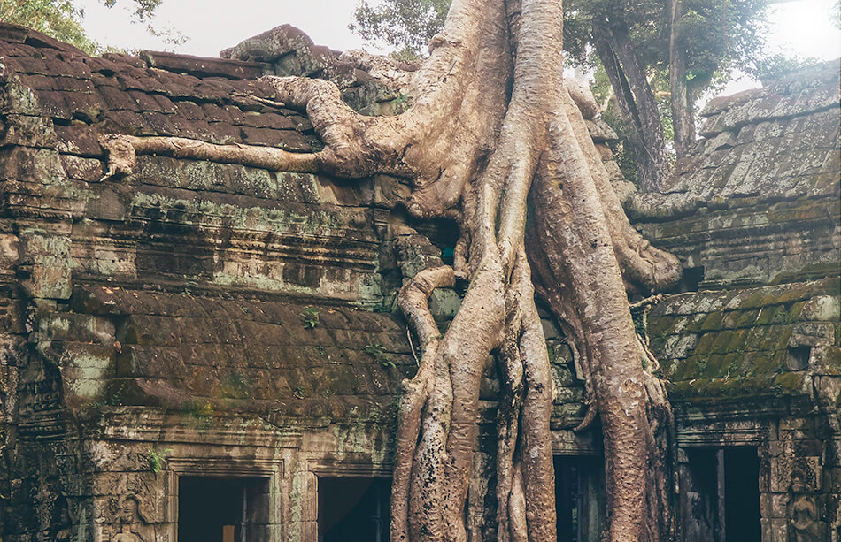 The Ta Phrom or Tomb Raider temple is almost completely devoured by the Cambodian jungle