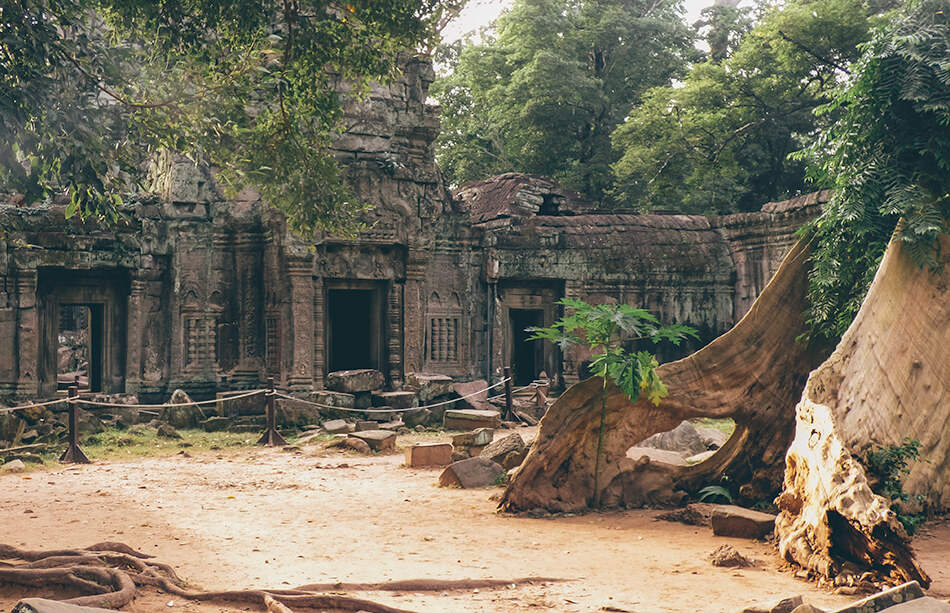 The Ta Phrom or Tomb Raider temple is almost completely devoured by the Cambodian jungle