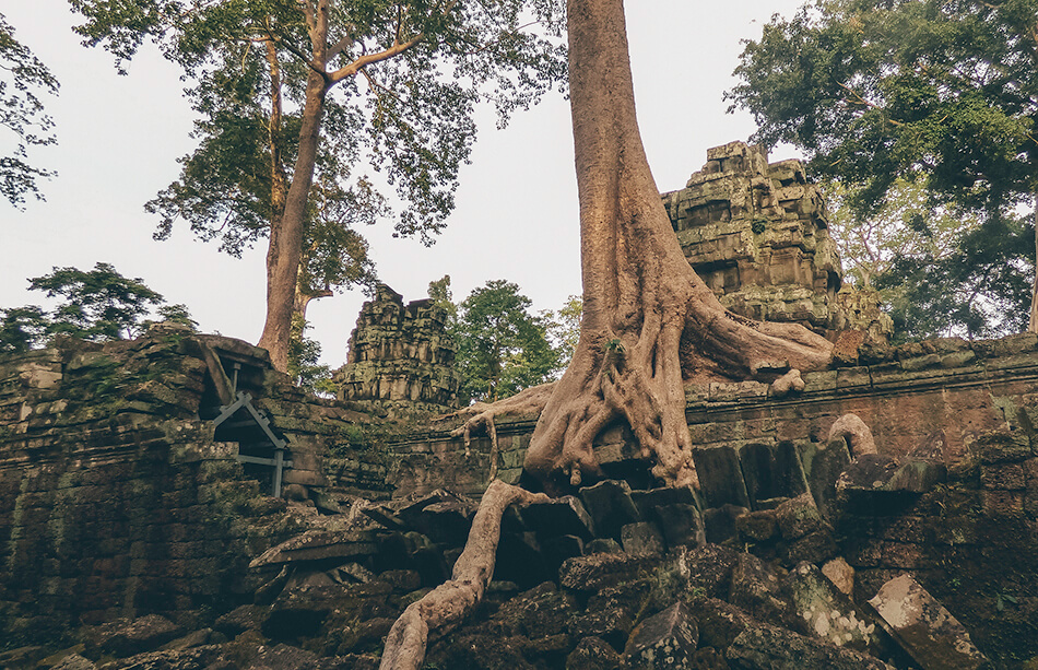 The Ta Phrom or Tomb Raider temple is almost completely devoured by the Cambodian jungle