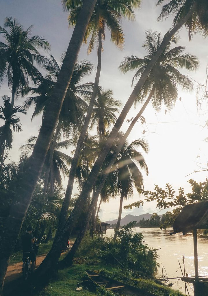 Palmtrees on Don Khone island