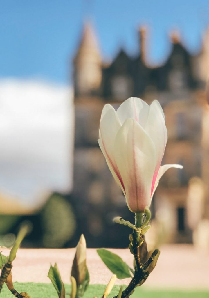 Blooming magnolias at Blarney House in Ireland