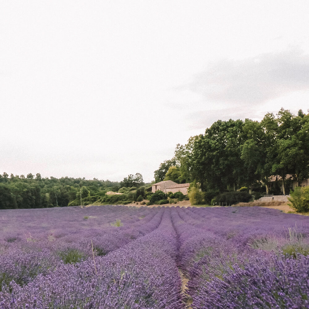 Lavender fields in Valensole, Provence