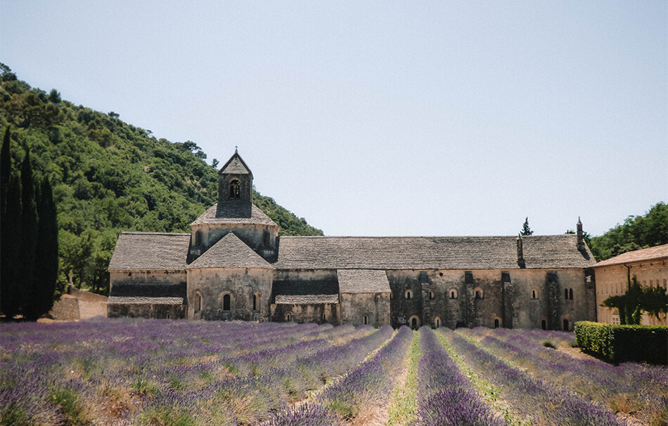 Lavenderr at l'Abbaye de Sénanque near Gordes in the Provence, France