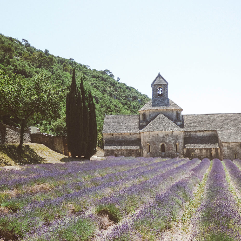 Lavenderr at l'Abbaye de Sénanque near Gordes in the Provence, France