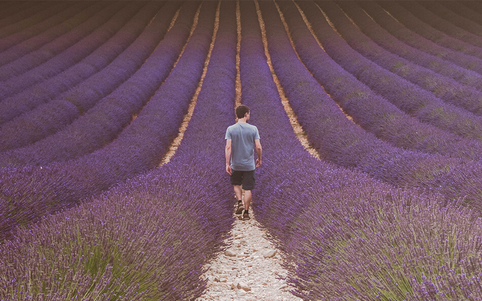 Visiting lavender fields in the Provence, France