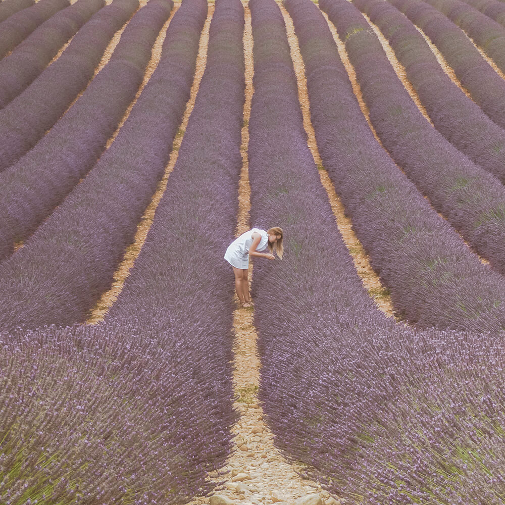 Lavender fields in Valensole, Provence