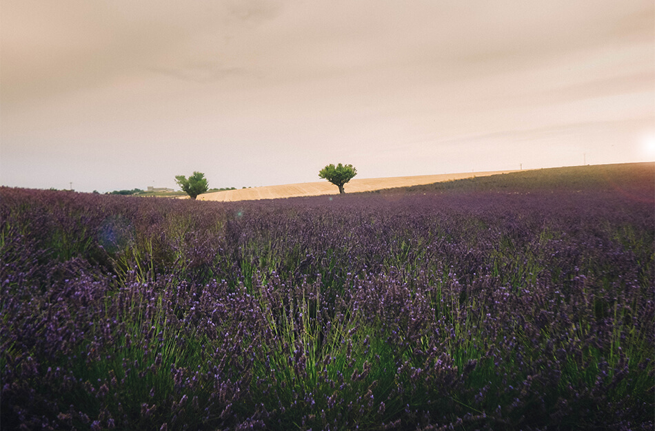 Endless fiels of Lavender in the Valensole Plateau