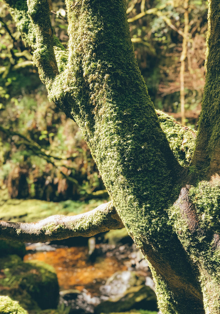 Mossy trees in Killarney National Park, Ireland