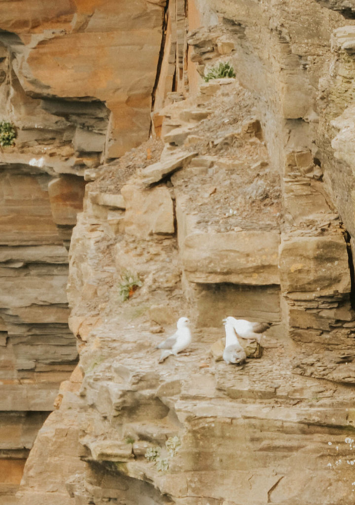 Wildlife spotting is another way to see and experience the Cliffs of Moher in Ireland