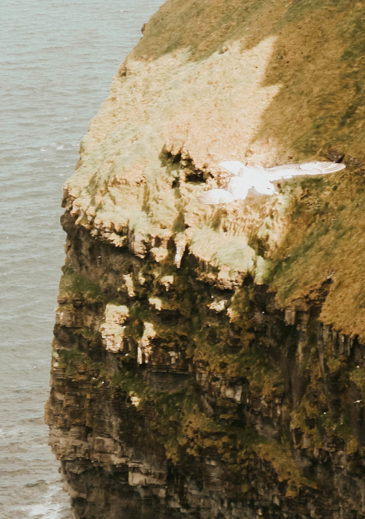 Spotting wildlife is one of the best things to do at the Cliffs of Moher